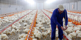 SE NECESITAN TRABAJADORES AVÍCOLAS PARA GRANJA (CON O SIN EXPERIENCIA), FULL TIME Y OVERTIME. PAGO HASTA $23.35 POR HORA Trabajadores Avícolas Para Granja empleado para granja en Estados Unidos Poultry Farm Workers Geflügelfarmarbeiter Lavoratori agricoli di pollame