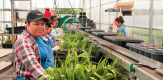 SE SOLICITAN 60 TRABAJADORES DE INVERNADERO (HOMBRES Y MUJERES), NO REQUIERE EXPERIENCIA. PAGO $16.72 POR HORA Trabajadores de Invernadero en Canadá Greenhouse Workers in Ontario Farm Labor Gewächshausarbeiter Lavoratori delle serre empleo sin experiencia