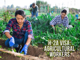 Visa H-2A para Trabajadores Agrícolas Temporales en Estados Unidos Trabajadores Agrícolas H-2A Visa for Temporary Agricultural Workers in the United States