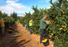 SE BUSCAN CUADRILLAS DE RECOLECTORES DE CÍTRICOS (NARANJAS), MÍNIMO 9 PERSONAS. NO ES NECESARIO EXPERIENCIA, BUEN PAGO Cuadrillas de Recolectores de Cítricos Recolectores de Naranjas en España Carcaixent Valencia Empleo sin experiencia en España Crews of Citrus Pickers Orange Pickers in Spain