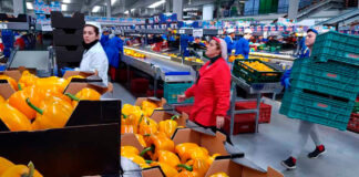 Empaquetadores de Verduras Para Granja en Canadá Empleo de Peón Agrícola en Canadá Farm Vegetable Packers Farm-Gemüsepacker Confezionatrici di verdure agricole