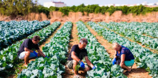 SE REQUIERE PEÓN/A AGRÍCOLA (APOYO EN EL SEMBRADO Y PLANTACIÓN DEL CULTIVO), SALARIO SEGÚN CONVENIO Peón Agrícola Braccianti agricoli per la coltivazione Landarbeiter für den Anbau Agricultural laborers for cultivation La Rioja España laborer employment in Spain