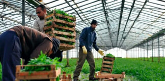 SE SOLICITAN PEONES/AS AGRÍCOLAS PARA INVERNADERO (TAREAS MANUALES), POCA EXPERIENCIA. SUELDO $2642,4 AL MES Peones Agrícolas Para Invernadero Personnel for Nursery in United States Landarbeiter für Gewächshäuser Personal für Baumschulen Braccianti agricoli per serra Personale per vivaio