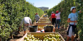 SE SOLICITAN TRABAJADORES AGRÍCOLAS PARA RECOLECCIÓN DE PERAS (NO SE REQUIERE EXPERIENCIA), MAS DE 300 PUESTOS DE TRABAJO. PAGO $19.25 POR HORA Trabajadores Agrícolas Granjas de Frutas Peón Agrícola en Estados Unidos Recolectores de Peras Agricultural Workers Fruit Farms Farm Labor in the United States Pear Pickers