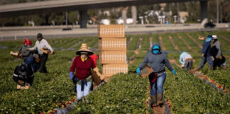 SE SOLICITAN TRABAJADORES/AS PARA GRANJA DE HORTALIZAS (11 VACANTES), NO REQUIERE EXPERIENCIA. SE ENTRENARÁ, PAGO $17.44 POR HORA Trabajadores Para Granja de Hortalizas Empleo de Peón Agrícola en Canadá Empleo en Alberta Empleo sin experiencia en Canadá Vegetable Farm Workers Gemüsebauern Lavoratori agricoli di ortaggi
