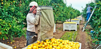SE SOLICITAN TRABAJADORES DE CAMPO PARA RECOLECCIÓN DE CÍTRICOS (HOMBRES Y MUJERES), SALARIO HASTA 1200 € AL MES Trabajadores de Campo Recolección de Cítricos Empleo en Murcia Field Workers Citrus Harvesting Employment in Murcia Feldarbeiter Zitrusernte Lavoratori nei campi Raccolta degli agrumi