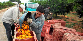 SE SOLICITAN TRABAJADORES DE CAMPO/RECOLECTORES DE CÍTRICOS (POCA EXPERIENCIA), 130 VACANTES. BUEN PAGO Y BENEFICIOS Trabajadores de Campo Recolectores de Cítricos Empleo en Arizona Field Workers Citrus Pickers employment of pickers in the United States Employment in Arizona