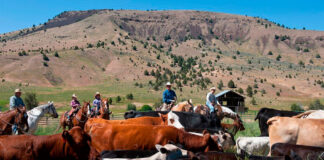 SE SOLICITAN 6 AYUDANTES PARA RANCHO CON O SIN EXPERIENCIA, LABORES MIXTAS AGRÍCOLAS Y GANADERAS. PAGO $18.32 POR HORA Ayudantes Para Rancho empleado para granja en USA Lexington Empleo en Nebraska Empleo sin experiencia Ranch Helpers employed for farm Employment in Nebraska Employment without experience