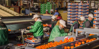 SE SOLICITAN ENCAJADORES/AS Y CAPACEADORES/AS PARA ALMACÉN DE CÍTRICOS (10 VACANTES), JORNADA PARTIDA. BUEN SALARIO Encajadores Capaceadores Almacén de Cítricos en España Campaña 2024-2025 Packers Packers Citrus Warehouse in Spain 2024-2025 Campaign