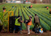 SE SOLICITA PEÓN/A AGRÍCOLA (POCA EXPERIENCIA), DE LUNES A VIERNES 40 HORAS SEMANALES. EXCELENTE REMUNERACIÓN Peón Agrícola Empleo de Peón agrícola en Navarra peones agrícolas en España Agricultural Laborer Employment of Agricultural Laborer in Navarra agricultural laborers in Spain