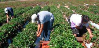 SE PRECISAN PEONES AGRARIOS PARA FINCAS (CON O SIN EXPERIENCIA), DE LUNES A VIERNES DE 7:45H A 14:45H Y SÁBADOS MEDIA DÍA. SALARIO 1.323 € AL MES Peones Agrarios Para Fincas en España peones agrícolas en España Empleo en Santa Cruz de Tenerife Empleo en Tenerife Empleo sin experiencia Agricultural Laborers for Farms in Spain