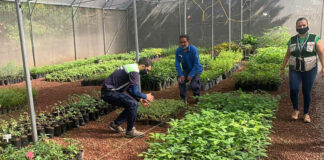 SE SOLICITAN TRABAJADORES PARA VIVEROS (NO REQUIERE EXPERIENCIA), 3 VACANTES. 40 HORAS SEMANALES, BUEN PAGO Personal para Vivero Empleo en Tennessee Personal para Vivero en Estados Unidos Empleo sin experiencia en USA Nursery Personnel Employment in Tennessee Nursery Personnel in the United States