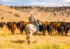 Trabajador Para Rancho de Ganado en USA Jewett Empleo en Texas Empleo sin experiencia Cattle Ranch Worker in USA Jewett Jobs in Texas Jobs without experience