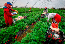 SE BUSCAN 1.610 TRABAJADORES/AS AGRÍCOLAS PARA COSECHA DE FRESA Y ARÁNDANO CON AG LABOR EN PLANT CITY, FLORIDA (H-2A TEMPORAL). PAGO DE $15 POR HORA Trabajadores Agrícolas Cosecha de Fresas Empleo de Peón Agrícola en Estados Unidos Empleo en Santa María Empleo en California Agricultural Workers Strawberry Harvest Farm Labor