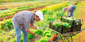 SE SOLICITAN TRABAJADORES DE CAMPO PARA GRANJA DE HORTALIZAS (HOMBRES Y MUJERES), LABORES DE COSECHA Y CULTIVO. TURNO DE MAÑANA, PAGO $19.75 POR HORA Trabajadores de Campo Granja de Hortalizas Empleo de Peón Agrícola en Estados Unidos Field Workers Vegetable Farm Labor Employment in the United States