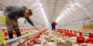 SE SOLICITA AYUDANTE DE GRANJA AVÍCOLA (CON O SIN EXPERIENCIA), SE CAPACITARÁ. PAGO HASTA $20.00 POR HORA Ayudante de Granja Avícola Trabajadores Avícolas en Estados Unidos Empleo en Carolina del Sur Empleo sin experiencia en USA Poultry Farm Helper