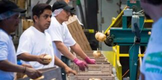 SE SOLICITAN EMPACADORES/AS DE CEBOLLAS (36 VACANTES), 35 HORAS SEMANALES. PAGO $19.48 POR HORA Empacadores De Cebollas empleo de empacador en estados unidos empleo de empacador en USA Empleo sin experiencia Onion Packers Job without experience