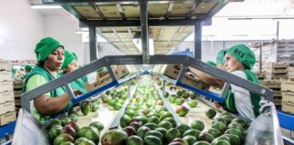 SE SOLICITAN ENVASADORES/AS DE ALIMENTOS (4 VACANTES). SE OFRECE EMPLEO PERMANENTE, PAGO $21,00 LA HORA Envasadores de Alimentos Empleo en Mississauga Empleo en Ontario empleo de Empacador en Canadá envasadores de vegetales Packer jobs in Canada
