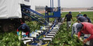 SE REQUIERE OPERARIO/A PARA TRABAJOS AGRÍCOLAS (CON O SIN EXPERIENCIA), SALARIO DESDE 1.300 € AL MES Operario para Trabajos Agrícolas Empleo en Granada Peón Agrícola en España Empleo sin experiencia en España Agricultural Laborer in Spain Employment without experience in Spain