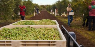SE SOLICITA PEÓN AGRÍCOLA PARA FINCA (H/M), PARA RECOLECCIÓN DE ACEITUNAS Y LABOR GENERAL. BUEN SALARIO, CONTRATO TEMPORAL Peón Agrícola Para Finca en España Recolección de Aceitunas peones agrícolas en España Peón Agrícola Para Finca Agricultural Laborer for Farm in Spain Olive Harvesting in Spain