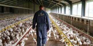 SE PRECISA PEÓN/AYUDANTE PARA GRANJA AVÍCOLA (NO REQUIERE EXPERIENCIA PREVIA), FLEXIBILIDAD HORARIA. BUEN SALARIO Peón Ayudante Para Granja Avícola Producción Avícola en España Granja Avícola en España Empleo sin experiencia en España Empleo en Valencia Poultry Farm in Spain