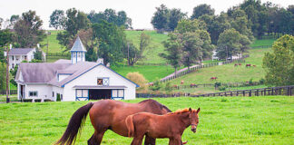 SE BUSCA PEÓN PARA GRANJA DE CABALLOS (POCA EXPERIENCIA), JORNADA FULL TIME. EXCELENTE PAGO + BENEFICIOS Y BONOS Peón Para Granja de Caballos en New Freedom Empleo en Pensilvania empleado para granja en USA Horse Farm Laborer