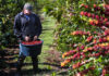 SE SOLICITAN PEONES/AS AGRÍCOLAS PARA COSECHA DE CAFÉ (25 VACANTES), 40 HORAS SEMANALES. PAGO $18.74 POR HORA Peones Agrícolas Cosecha de Café en USA Empleo de Peón Agrícola en USA Empleo en Hawái Farm Laborers Coffee Harvest in the USA Farm Labor Jobs in the USA Jobs in Hawaii