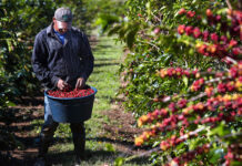 Peones Agrícolas Cosecha de Café en USA Empleo de Peón Agrícola en USA Empleo en Hawái Farm Laborers Coffee Harvest in the USA Farm Labor Jobs in the USA Jobs in Hawaii