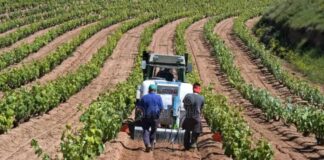 SE PRECISA PEÓN AGRÍCOLA PARA FINCA (CON O SIN EXPERIENCIA), HORARIO VARIABLE. INCORPORACIÓN INMEDIATA, SALARIO 1.350 € AL MES Peones Agrícolas en España Empleo en Atarfe Empleo en Granada Empleo sin experiencia en España Agricultural Laborers in Spain Employment in Granada Employment without experience in Spain