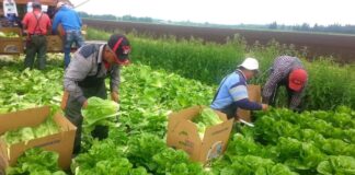 SE SOLICITA PERSONAL PARA RECOLECCIÓN DE LECHUGA (POCA EXPERIENCIA), TURNO MAÑANA Y TARDE DE LUNES A VIERNES. BUEN PAGO Personal Para Recolección de Lechuga en España, peones agrícolas en España Empleo en Murcia Lettuce Harvesting Personnel in Spain