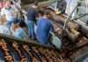 SE BUSCAN 10 TRABAJADORES/AS DE HUERTO DE NUECES PECANAS PARA MASON PECANS EN FORT VALLEY, GEORGIA (2 MESES DE EXPERIENCIA, H-2A TEMPORAL), 53 HORAS SEMANALES. PAGO DE $12.27 POR HORA Personal para Carga y Empaque de Nuez empleo de empacador en estados unidos empleo sin experiencia en USA Personnel for Walnut Loading and Packaging