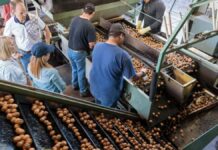 SE BUSCAN 10 TRABAJADORES/AS AGRÍCOLAS PARA HUERTO DE NUEZ PECANA DE A&A PROPERTIES EN ARLINGTON, GEORGIA (2 MESES DE EXPERIENCIA, H-2A TEMPORAL). PAGO DE $12.57 POR HORA Personal para Carga y Empaque de Nuez empleo de empacador en estados unidos empleo sin experiencia en USA Personnel for Walnut Loading and Packaging
