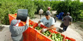 SE SOLICITAN RECOLECTORES/AS DE CÍTRICOS (LIMONES, NARANJAS, MINNEOLAS), TURNO DE MAÑANA. SE OFRECE BUEN PAGO Recolectores de Cítricos en USA Recolectores de Cítricos en Estados Unidos Empleo en Yuma Empleo en Arizona Citrus Pickers in the USA Citrus Pickers in the United States