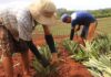 SE SOLICITAN TRABAJADORES AGRÍCOLAS Y OBREROS DE CULTIVOS (POCA EXPERIENCIA), 10 VACANTES. PAGO $19.84 POR HORA Trabajadores Agrícolas Obreros de Cultivos Empleo de Peón Agrícola en Estados Unidos Agricultural Workers Crop Workers Farm Labor Employment in the United States
