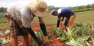 SE SOLICITAN TRABAJADORES AGRÍCOLAS Y OBREROS DE CULTIVOS (POCA EXPERIENCIA), 10 VACANTES. PAGO $19.84 POR HORA Trabajadores Agrícolas Obreros de Cultivos Empleo de Peón Agrícola en Estados Unidos Agricultural Workers Crop Workers Farm Labor Employment in the United States