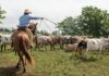 SOLICITAMOS 10 TRABAJADORES/AS DE RANCHO (POCA EXPERIENCIA), INCORPORACIÓN INMEDIATA. PAGO $18.32 POR HORA Trabajadores De Rancho empleado para granja en Estados Unidos Empleo en Norfolk Empleo en Nebraska Ranch Workers employed for farm in the United States