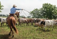 SOLICITAMOS 10 TRABAJADORES/AS DE RANCHO (POCA EXPERIENCIA), INCORPORACIÓN INMEDIATA. PAGO $18.32 POR HORA Trabajadores De Rancho empleado para granja en Estados Unidos Empleo en Norfolk Empleo en Nebraska Ranch Workers employed for farm in the United States