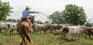 SOLICITAMOS 10 TRABAJADORES/AS DE RANCHO (POCA EXPERIENCIA), INCORPORACIÓN INMEDIATA. PAGO $18.32 POR HORA Trabajadores De Rancho empleado para granja en Estados Unidos Empleo en Norfolk Empleo en Nebraska Ranch Workers employed for farm in the United States