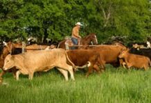 SE SOLICITAN 4 TRABAJADORES GANADEROS/RANCHO (POCA EXPERIENCIA), PERSONAS RESPONSABLES. SALARIO $4250 AL MES Trabajadores Ganaderos Rancho Empleo en Nebraska empleado para granja en USA Livestock Ranch Workers Employment in Nebraska employed for farm in the USA
