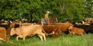 SE SOLICITAN 4 TRABAJADORES GANADEROS/RANCHO (POCA EXPERIENCIA), PERSONAS RESPONSABLES. SALARIO $4250 AL MES Trabajadores Ganaderos Rancho Empleo en Nebraska empleado para granja en USA Livestock Ranch Workers Employment in Nebraska employed for farm in the USA
