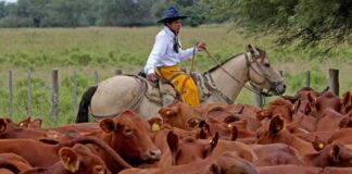 SE SOLICITAN TRABAJADORES GANADEROS (POCA EXPERIENCIA), 5 DÍAS A LA SEMANA. PAGO $18.50 POR HORA + HORAS EXTRAS Trabajadores Ganaderos empleado para granja en Estados Unidos empleo en Minnesota Livestock Workers employed for farm in the United States