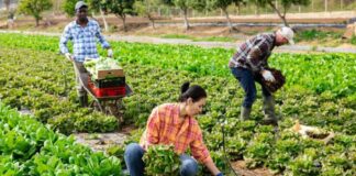 SE NECESITAN 4 TRABAJADORES GENERALES DE GRANJA/COSECHA (HOMBRES Y MUJERES). NO REQUIERE EXPERIENCIA, SE CAPACITARÁ. PAGO $2800 MENSUAL Trabajadores Generales de Granja Cosecha en Canadá Empleo en Columbia Británica Empleo sin experiencia en Canadá General Farm Harvest Workers in Canada Jobs in British Columbia
