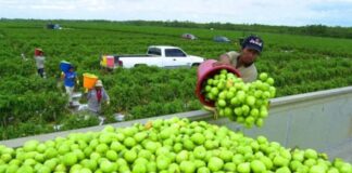 SE NECESITAN TRABAJADORES/AS PARA GRANJAS DE FRUTAS (CON O SIN EXPERIENCIA, SE CAPACITARÁ). PAGO $17.40 LA HORA Trabajadores Para Granjas de Frutas Oliver Kelowna Columbia Británica Granjas de Frutas en Canadá Empleo sin experiencia en Canadá Fruit Farm Workers Fruit Farms in Canada