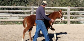 SE SOLICITAN AYUDANTES PARA RANCHO DE CABALLOS (3 VACANTES), FULL TIME. SALARIO $2985 AL MES Ayudantes Para Rancho de Caballos Empleo en Wayne Empleo en Oklahoma Wayne Oklahoma