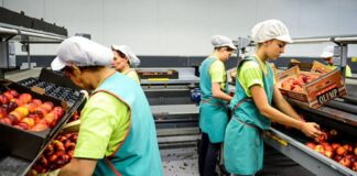 SE PRECISAN MANIPULADORAS/ES DE FRUTA Y VERDURA (SELECCIÓN, ENVASADO Y ETIQUETADO), TURNOS ROTATIVOS. BUEN SALARIO Manipuladoras de Fruta y Verdura empleo de envasador en España empleo en Murcia Selection Packaging and Labeling of Fruits and Vegetables jobs in Spain jobs in Murcia
