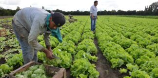 SE SOLICITA PEÓN AGRARIO PARA SEMILLERO (CON O SIN EXPERIENCIA), TURNO DE MAÑANA. BUEN SALARIO, INGRESO INMEDIATO Peón Agrario Para Semillero en España Empleo en Santa Cruz de Tenerife Empleo sin experiencia en España Agricultural Laborer for Seed Farmer in Spain