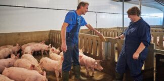 SE NECESITA PEÓN DE GRANJA CON O SIN EXPERIENCIA (GANADO PORCINO), DE LUNES A VIERNES, DE 7:00 A 15:00 HS,. BUEN SALARIO Peón de Granja empleo en Teruel Peón de Granja en España Granja de Cerdos en España Farm Laborer jobs in Teruel Farm Laborer in Spain Pig Farm in Spain