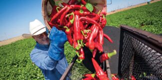 SE SOLICITAN 100 PEONES/AS AGRÍCOLAS (NO REQUIERE EXPERIENCIA, SE CAPACITARÁ), COSECHA MANUAL DE CHILES FRESCOS. BUEN PAGO Peones Agrícolas cosecha de Chile en USA Empleo sin experiencia en Estados Unidos Agricultural laborers harvesting Chile in the USA Jobs without experience in the United States