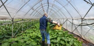 SE SOLICITAN PEONES AGRÍCOLAS (H/M), NO ES NECESARIA EXPERIENCIA PREVIA. PAGO ENTRE 12€ – 14€ BRUTO POR HORA Peones Agrícolas en España Sanlúcar De Barrameda Empleo en Cádiz Empleo sin experiencia en España Agricultural Laborers in Spain Jobs in Cádiz Jobs without experience in Spain