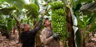 SE SOLICITAN PEONES/AS AGRÍCOLAS PARA FINCAS DE PLÁTANOS (12 VACANTES). INCORPORACIÓN INMEDIATA, BUEN SUELDO Y BENEFICIOS Peones Agrícolas para Fincas de Plátanos en España Agricultural Laborers for Banana Farms in Spain